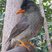 Seychelles Bulbul Seychelles Bulbul